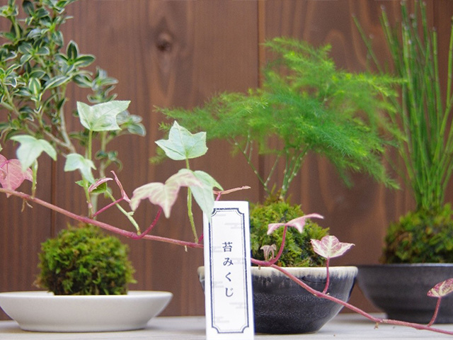 苔玉作り体験