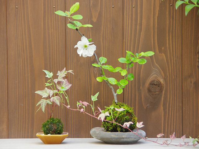 苔玉作り体験