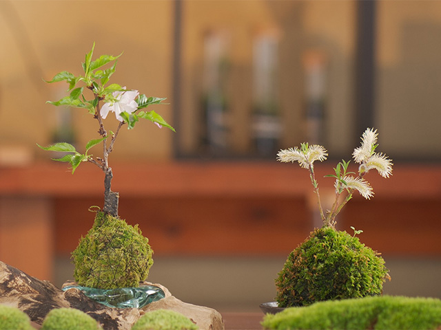 おかげ横丁　伊勢路栽苑　【初めての苔玉作り体験】