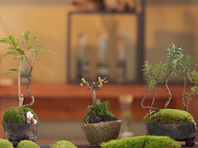 おかげ横丁　伊勢路栽苑【伊勢実生苔盆栽作り体験】