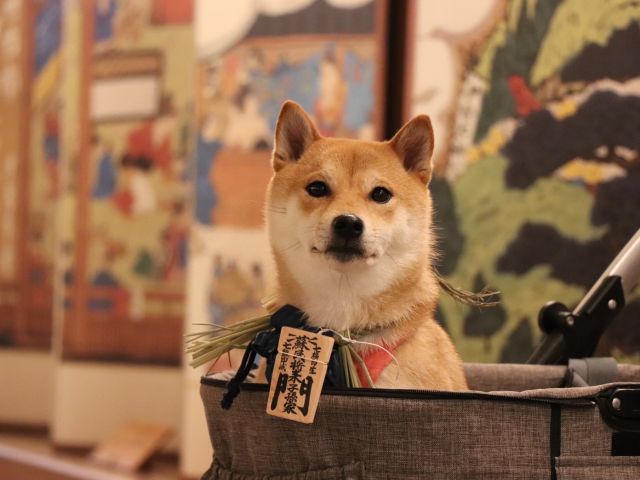 おかげ犬体験