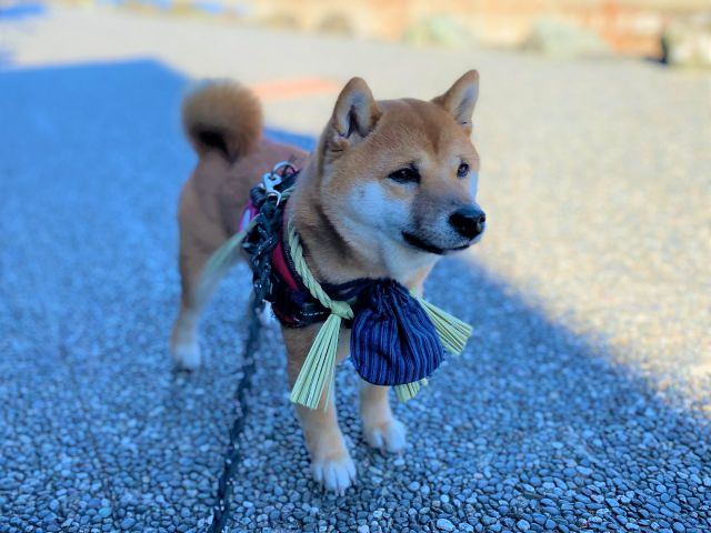 おかげ犬体験