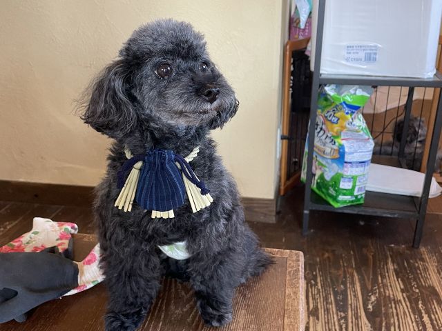 おかげ犬体験