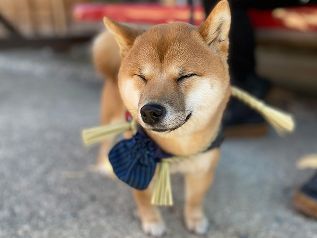 おかげ犬体験