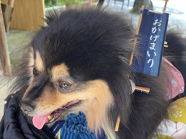 おかげ犬体験
