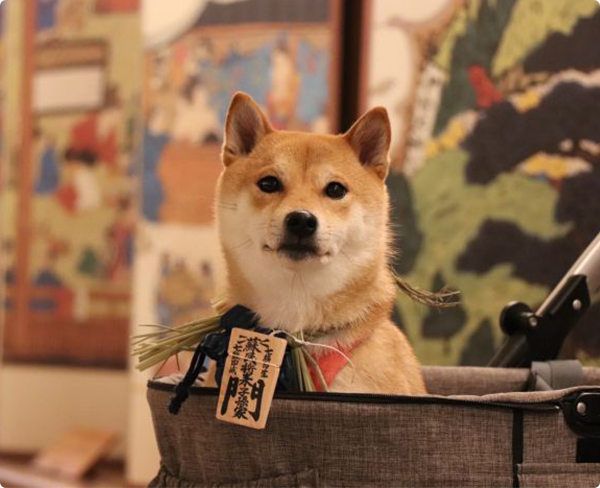 おかげ犬体験