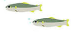 飾り